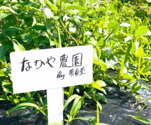 福井県敦賀市｜お食事処　なかやの畑からはじまる料理づくり