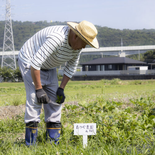 福井県敦賀市｜お食事処　なかやの畑からはじまる料理づくり