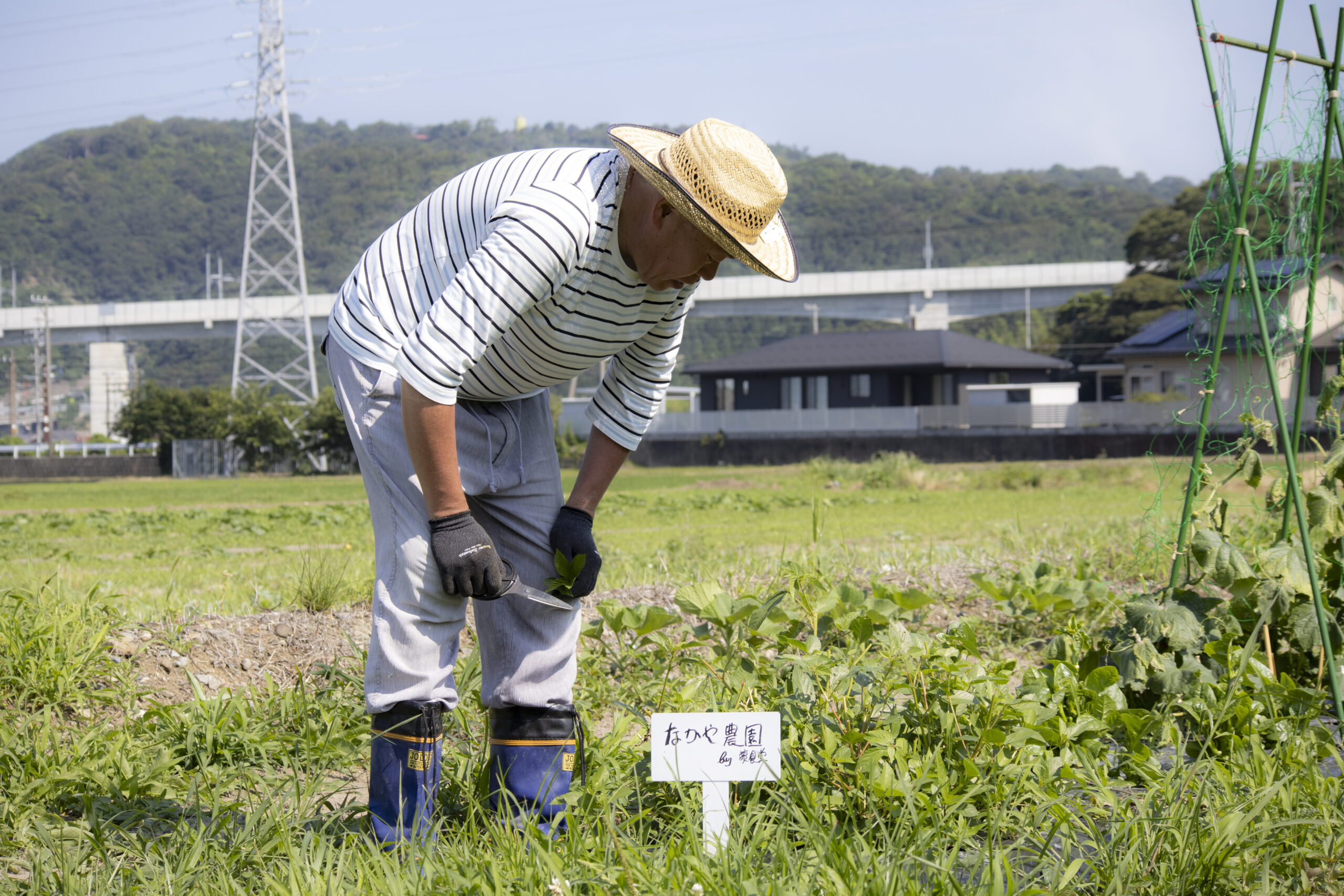 福井県敦賀市｜お食事処　なかやの畑からはじまる料理づくり